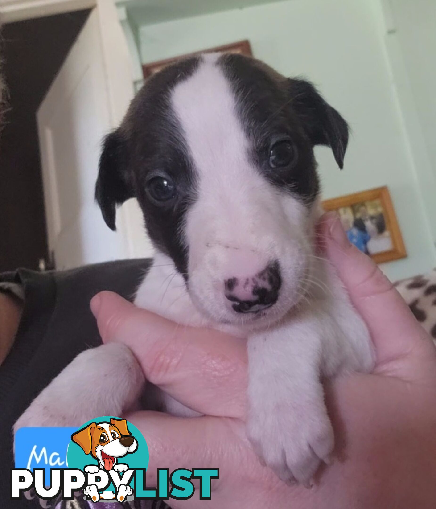 Whippet puppies