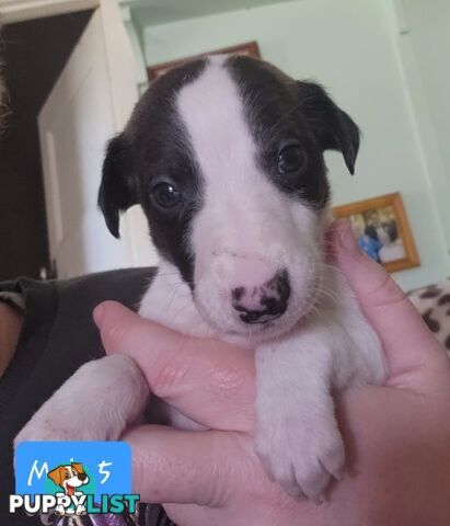 Whippet puppies