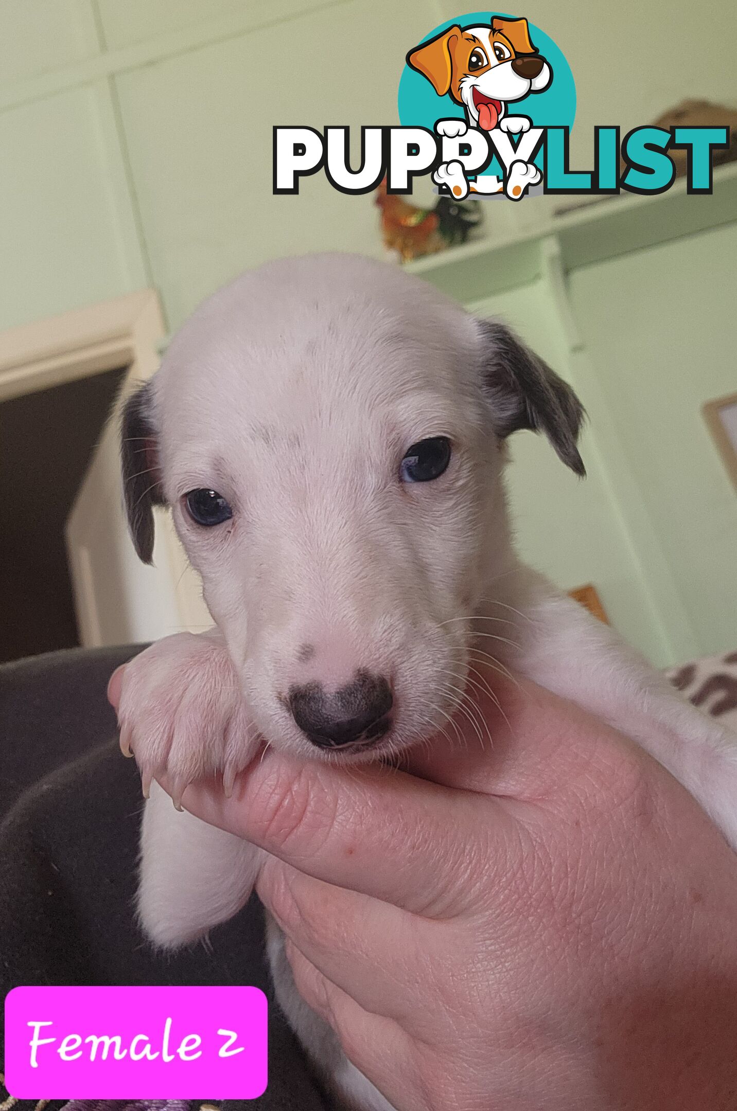 Whippet puppies