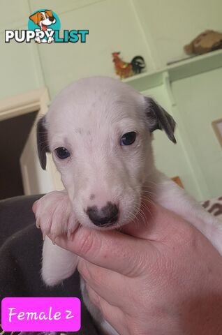 Whippet puppies