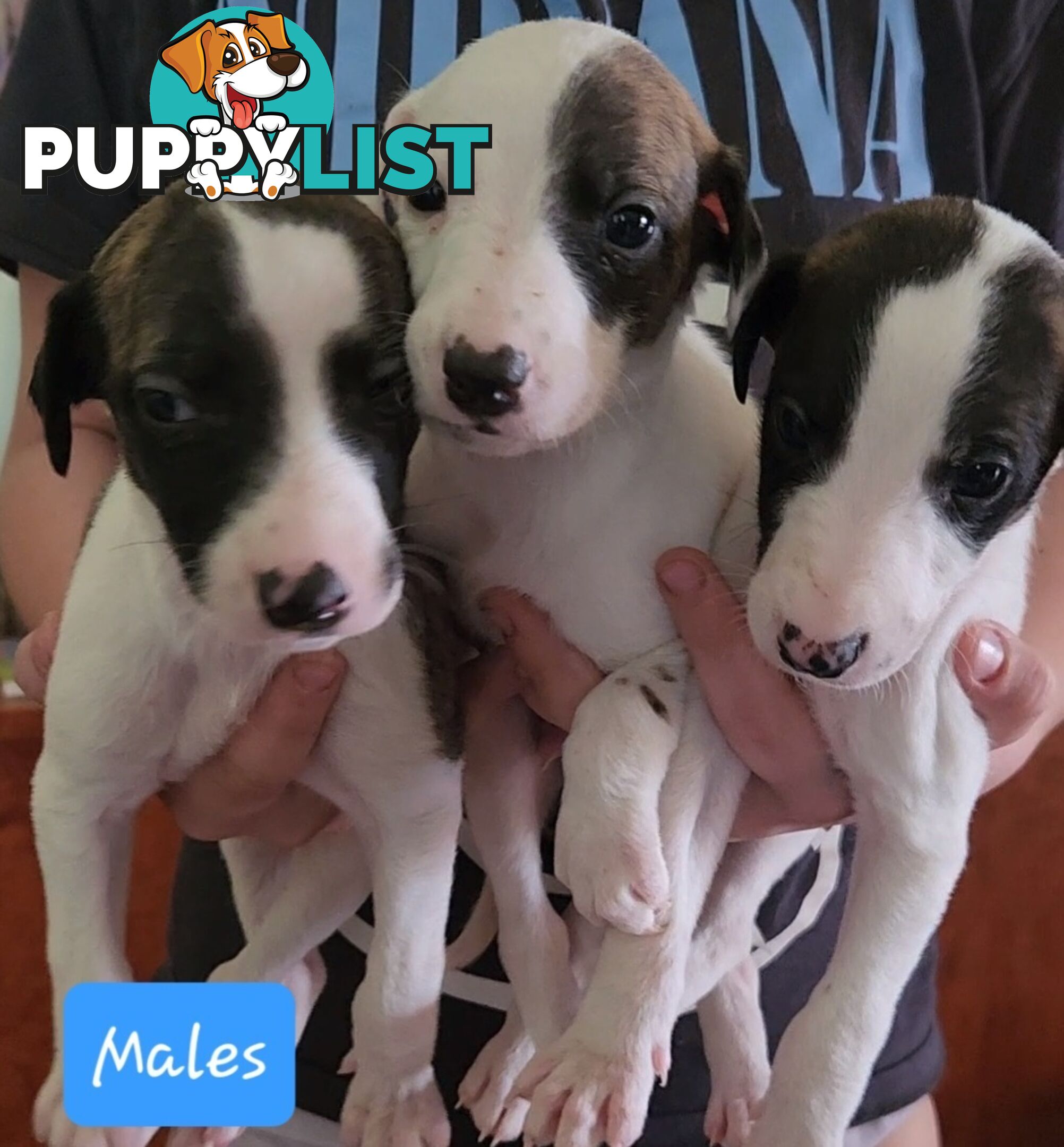 Whippet puppies