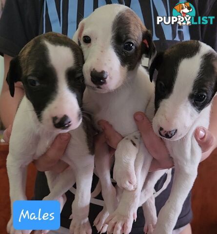 Whippet puppies