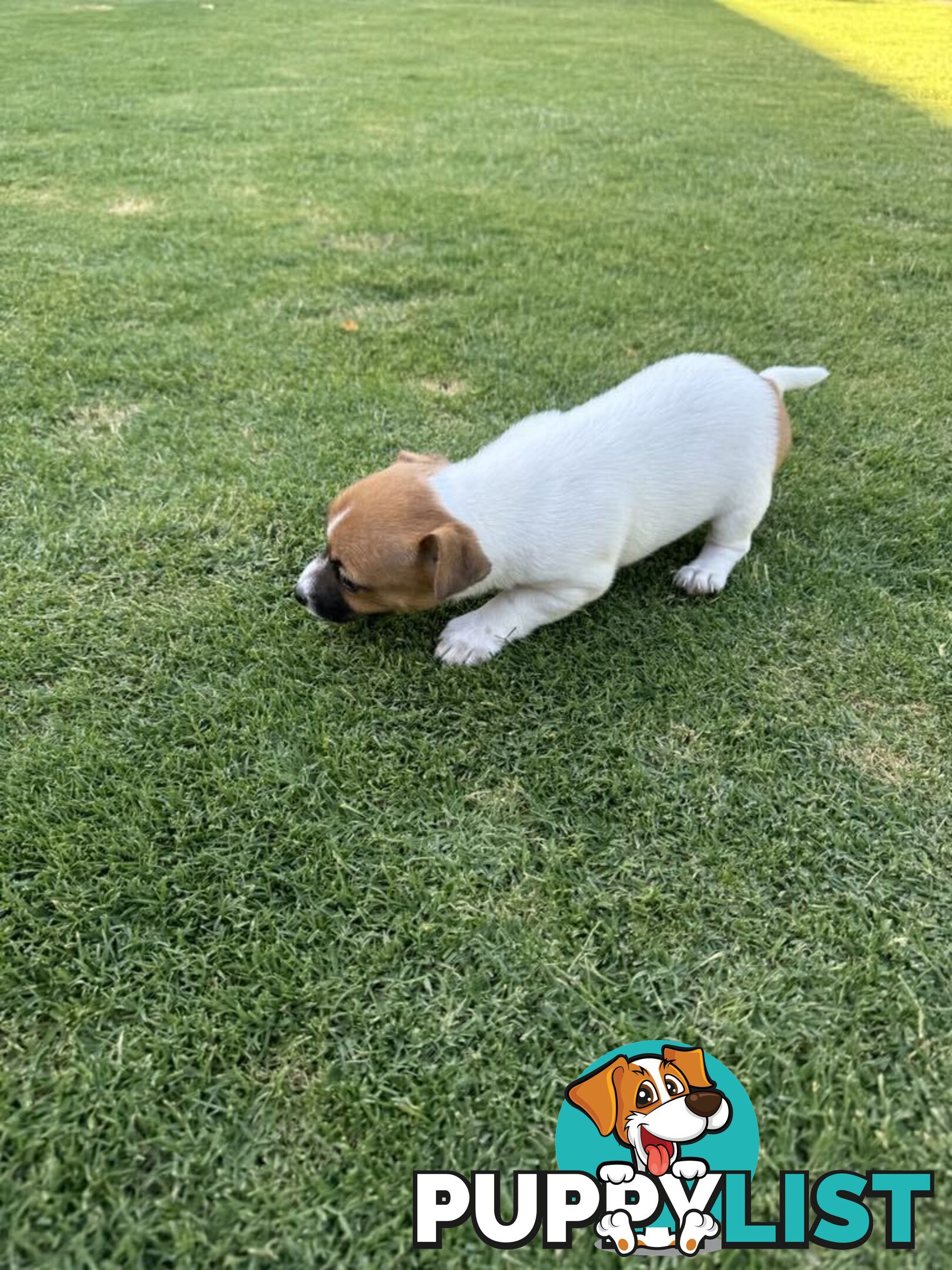 PURE BRED JACK RUSSELL PUPPIES