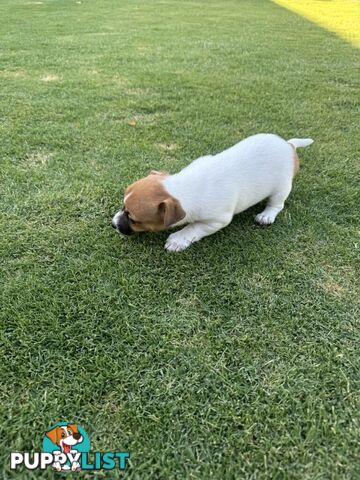 PURE BRED JACK RUSSELL PUPPIES