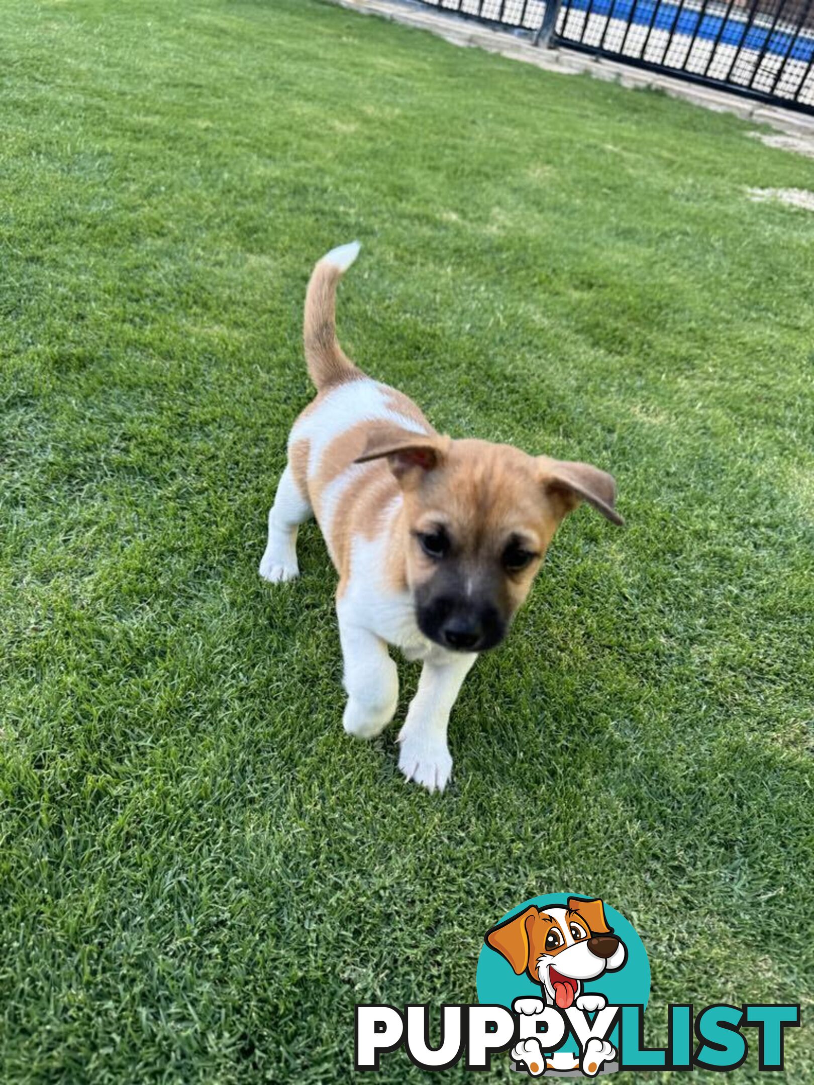 PURE BRED JACK RUSSELL PUPPIES