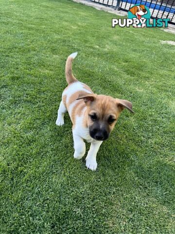 PURE BRED JACK RUSSELL PUPPIES