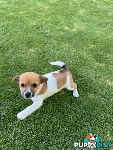 PURE BRED JACK RUSSELL PUPPIES