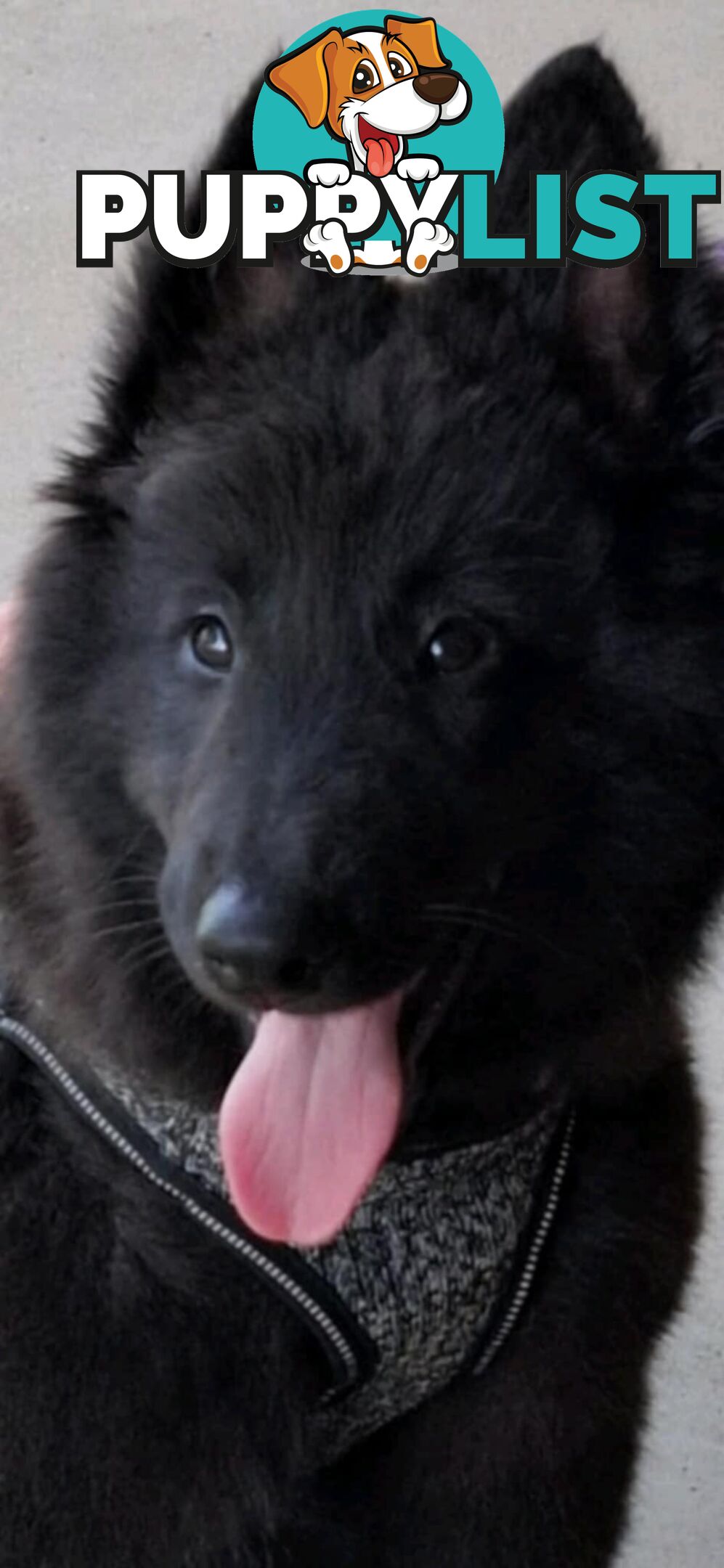 Long Hair Belgian Shepherd Puppies