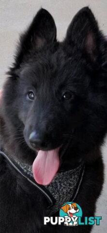 Long Hair Belgian Shepherd Puppies