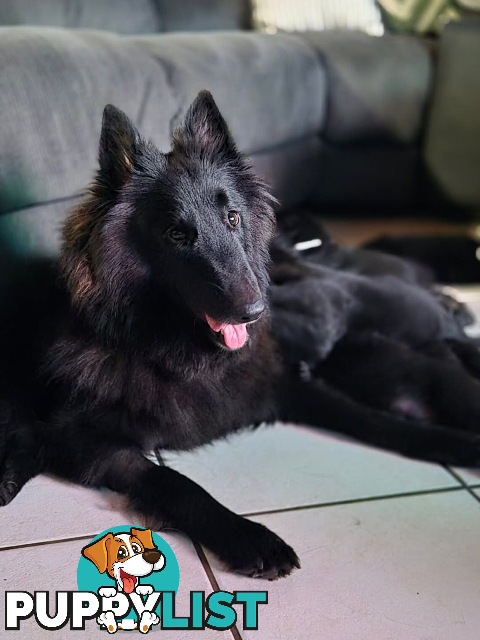 Long Hair Belgian Shepherd Puppies