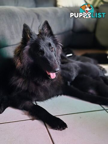 Long Hair Belgian Shepherd Puppies