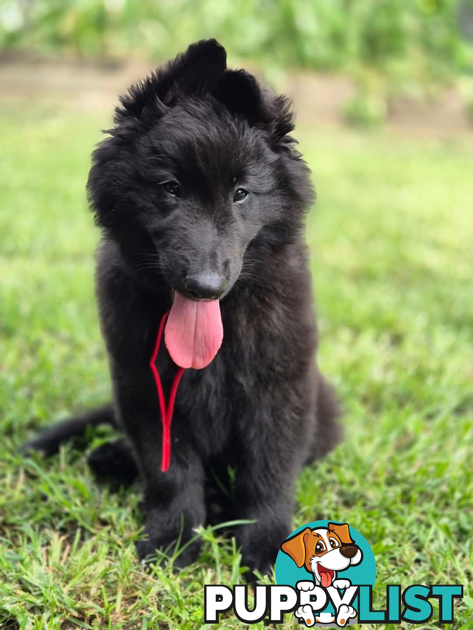 Long Hair Belgian Shepherd Puppies