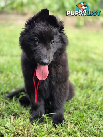 Long Hair Belgian Shepherd Puppies