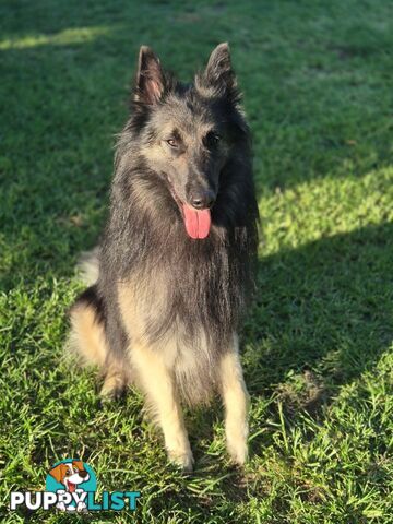 Long Hair Belgian Shepherd Puppies