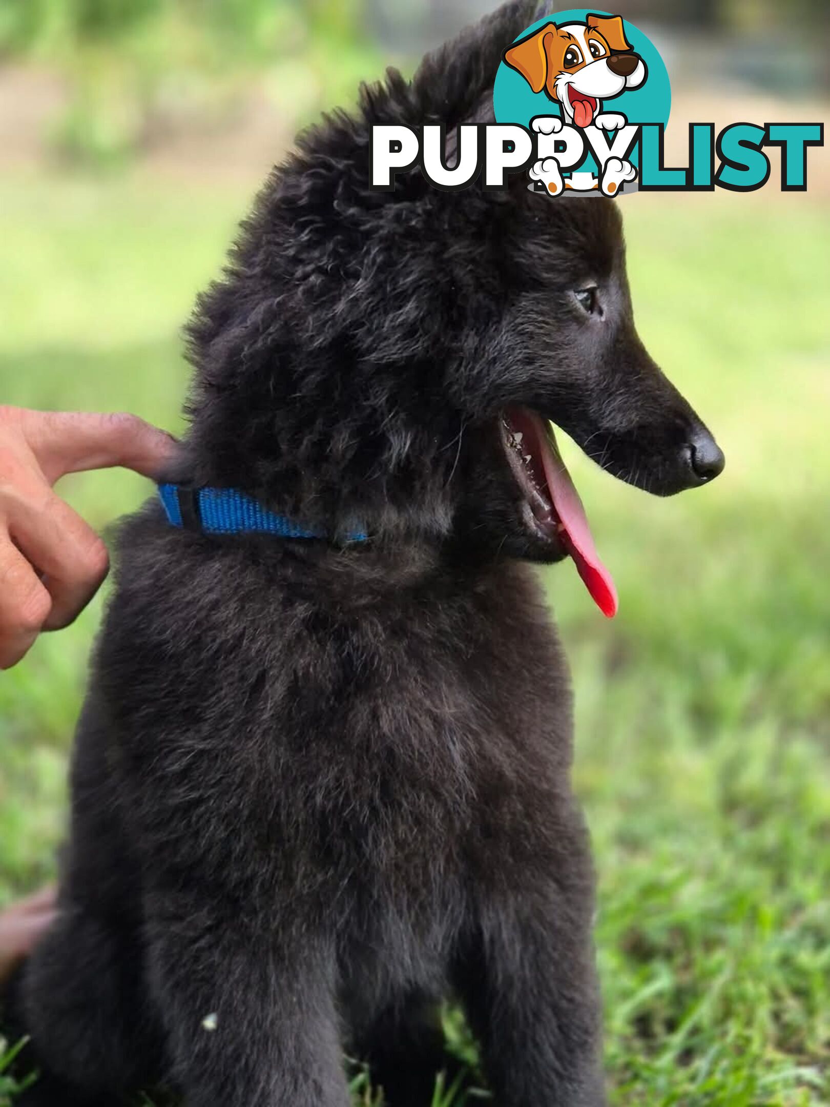 Long Hair Belgian Shepherd Puppies