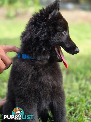 Long Hair Belgian Shepherd Puppies