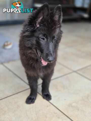 Long Hair Belgian Shepherd Puppies