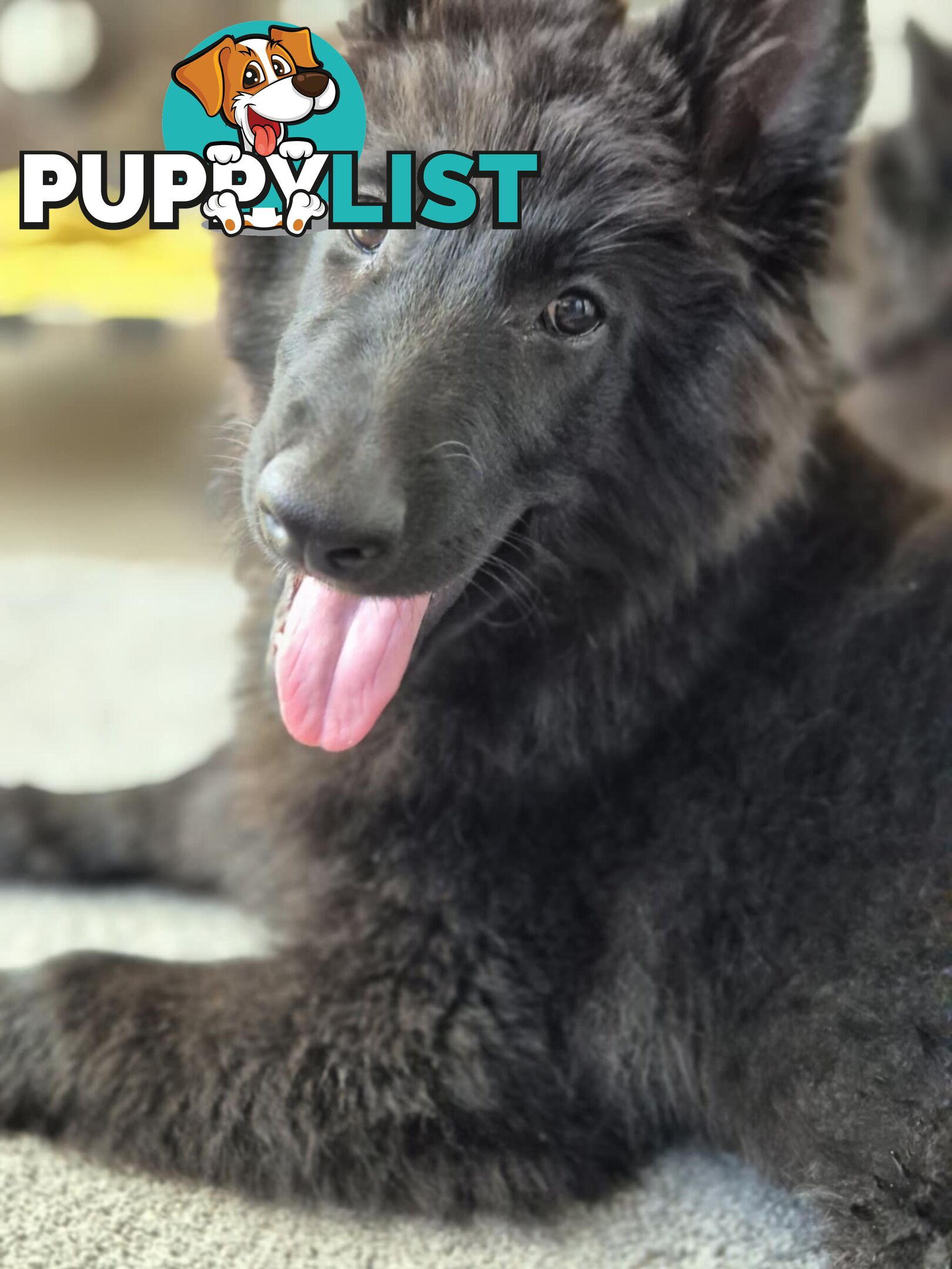 Long Hair Belgian Shepherd Puppies