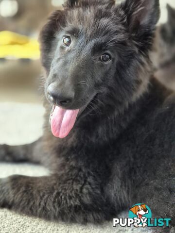 Long Hair Belgian Shepherd Puppies