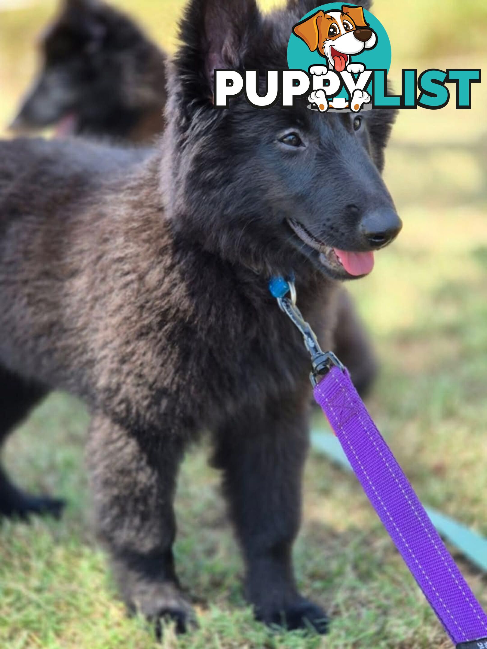 Long Hair Belgian Shepherd Puppies