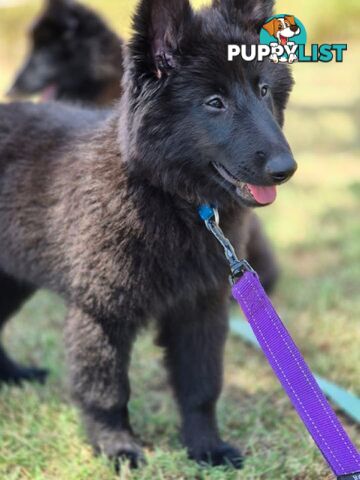 Long Hair Belgian Shepherd Puppies