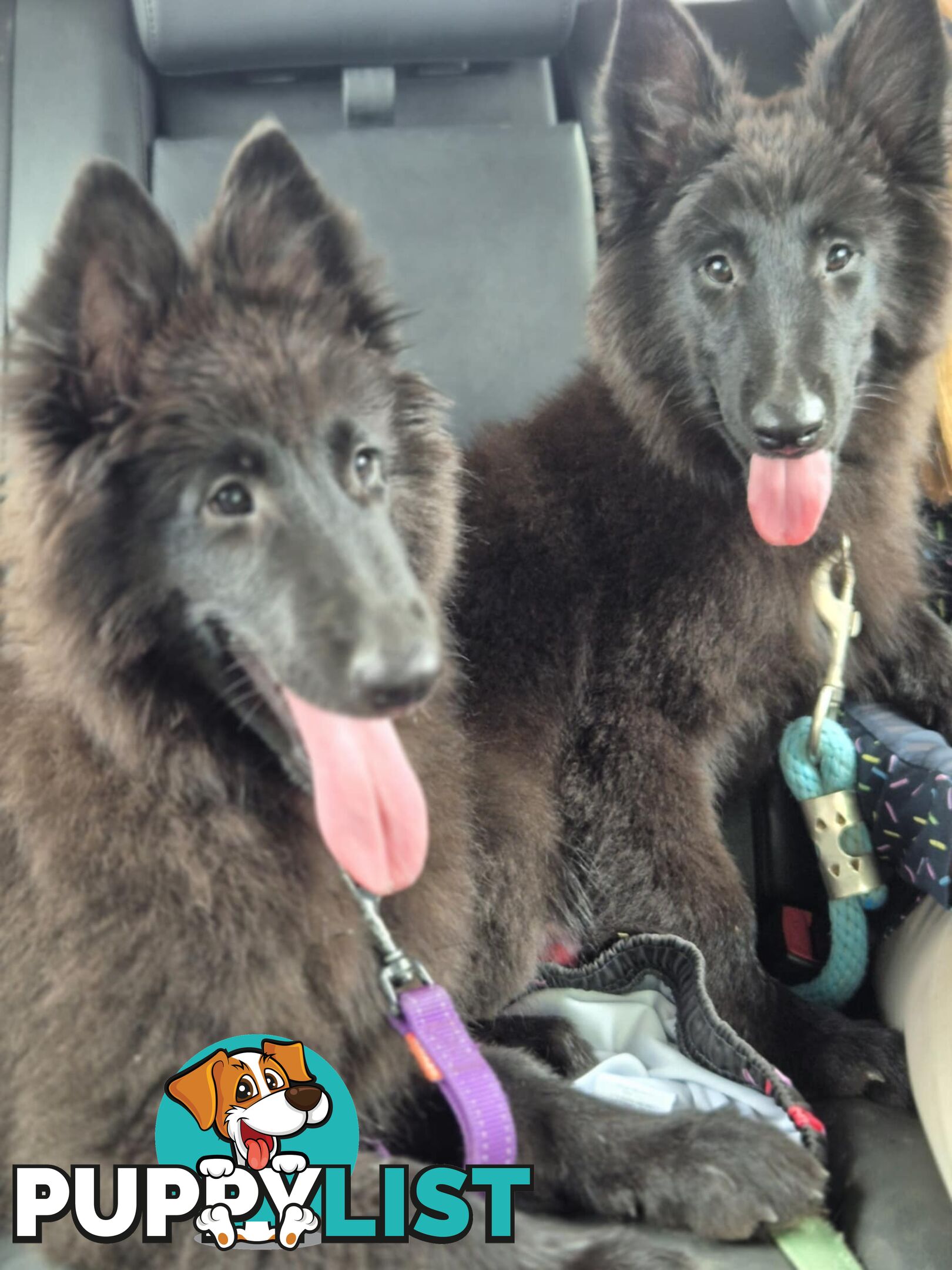 Long Hair Belgian Shepherd Puppies