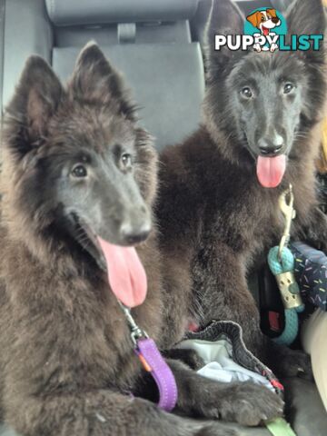 Long Hair Belgian Shepherd Puppies