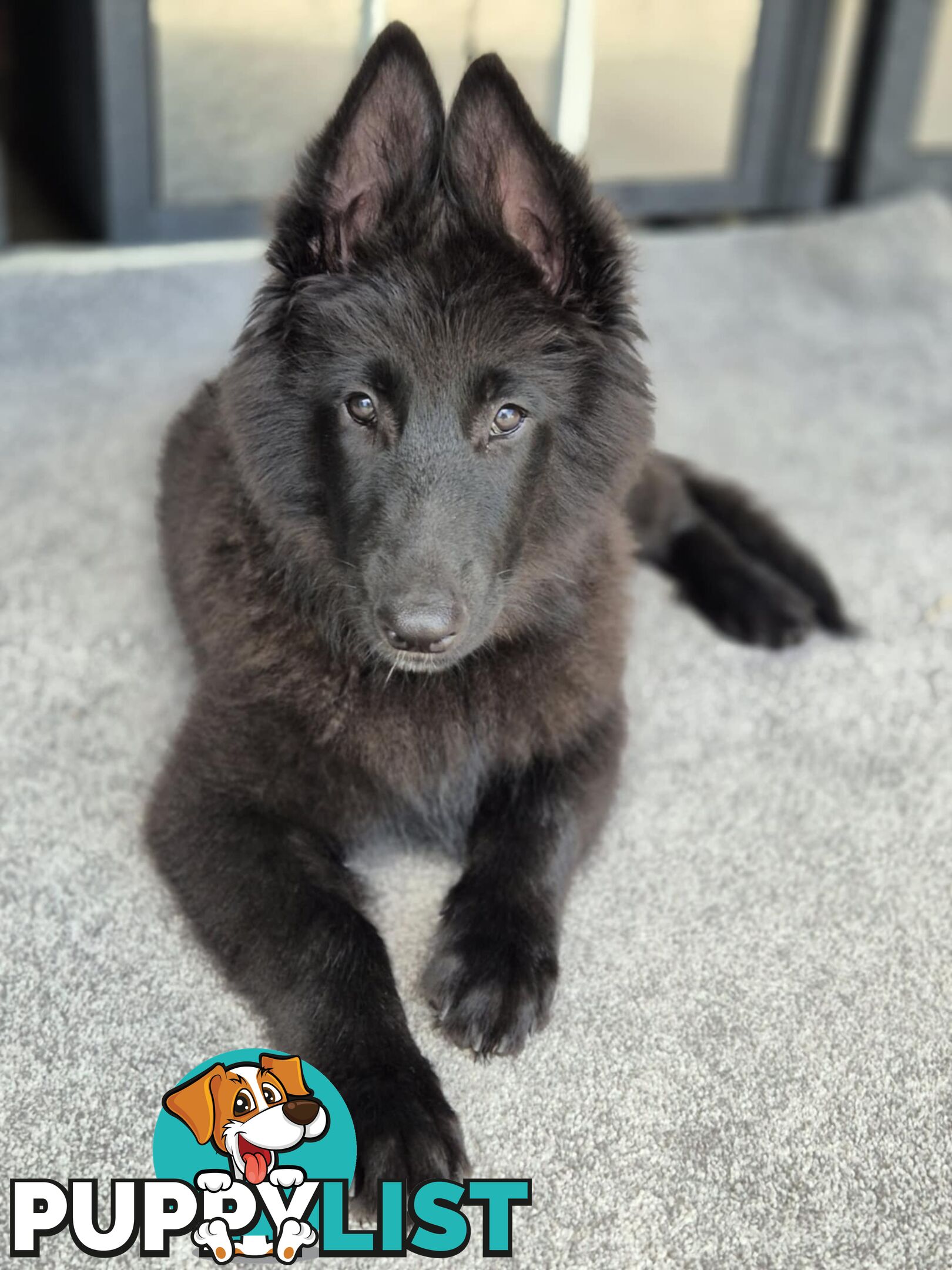 Long Hair Belgian Shepherd Puppies