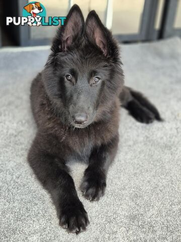 Long Hair Belgian Shepherd Puppies