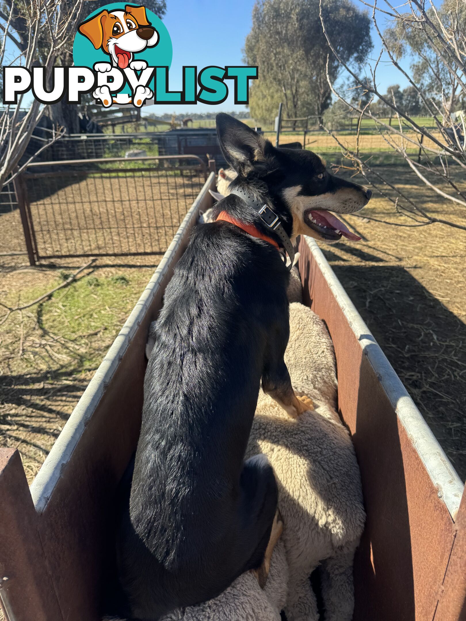 Kelpie Collie Working Bred pups