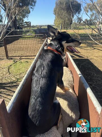 Kelpie Collie Working Bred pups