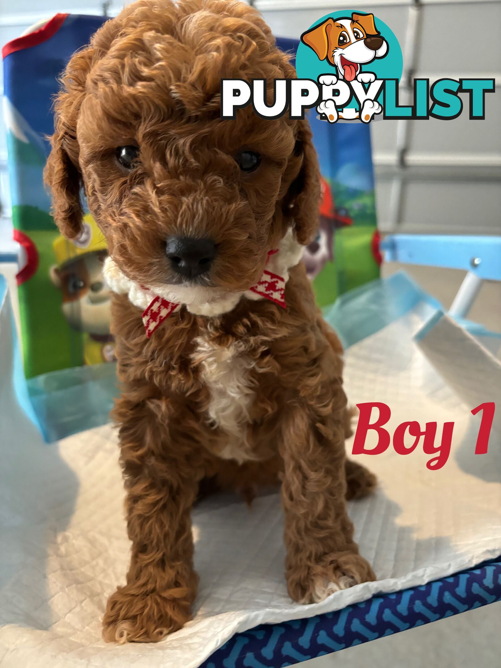 **Cavoodle Puppies Ready for Their Forever Homes!**