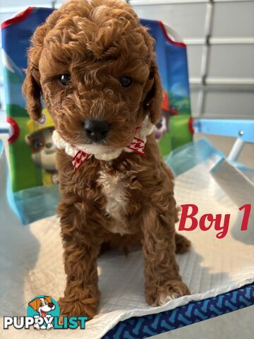 **Cavoodle Puppies Ready for Their Forever Homes!**