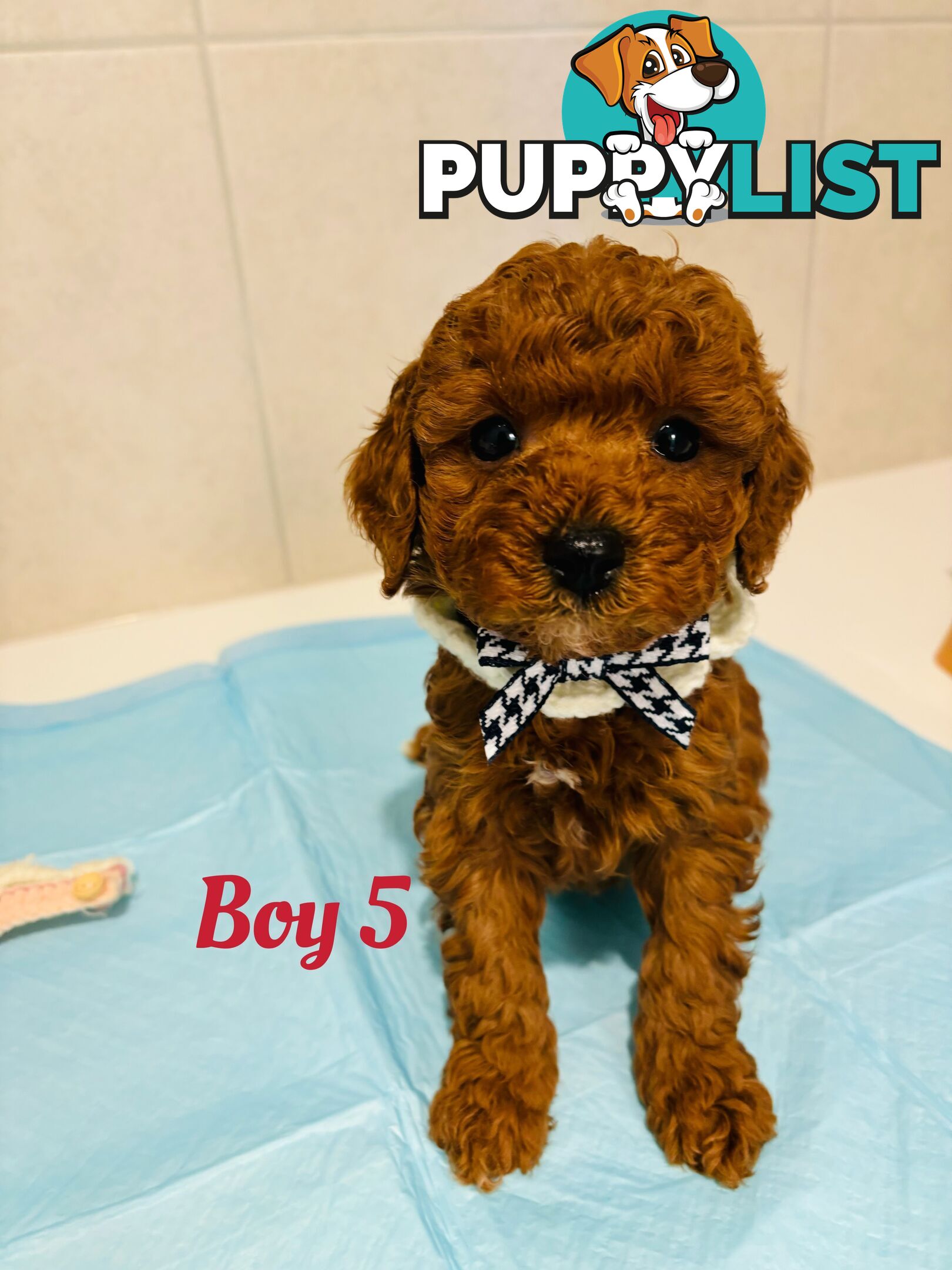 **Cavoodle Puppies Ready for Their Forever Homes!**