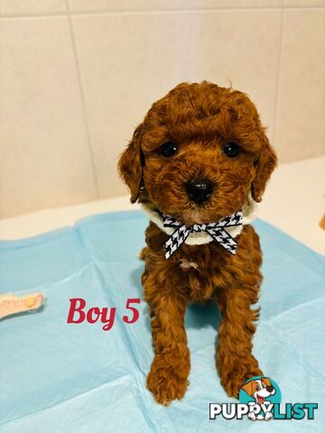 **Cavoodle Puppies Ready for Their Forever Homes!**