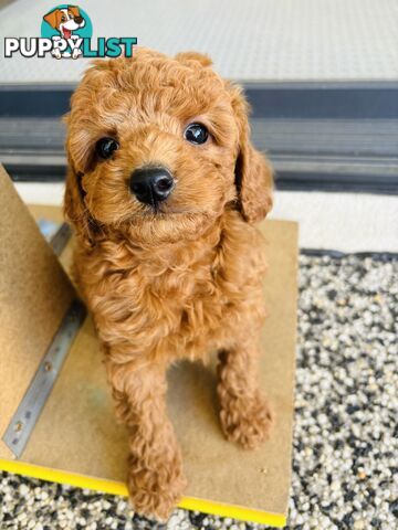 **Cavoodle Puppies Ready for Their Forever Homes!**