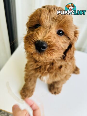 Cavoodle Puppies（Only one male left）