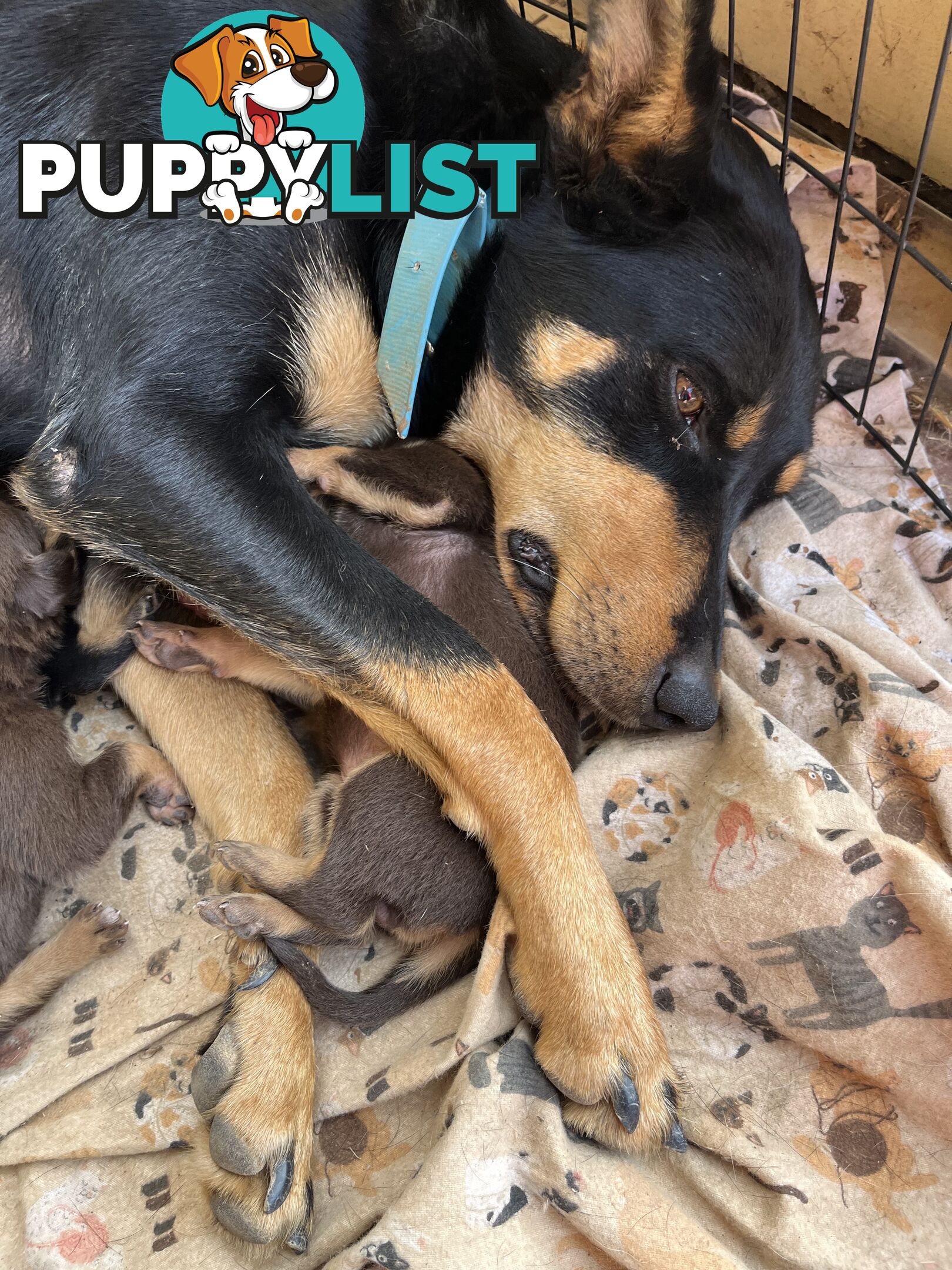 Kelpie Pups