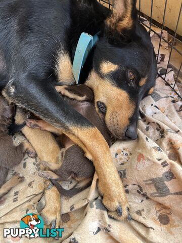 Kelpie Pups