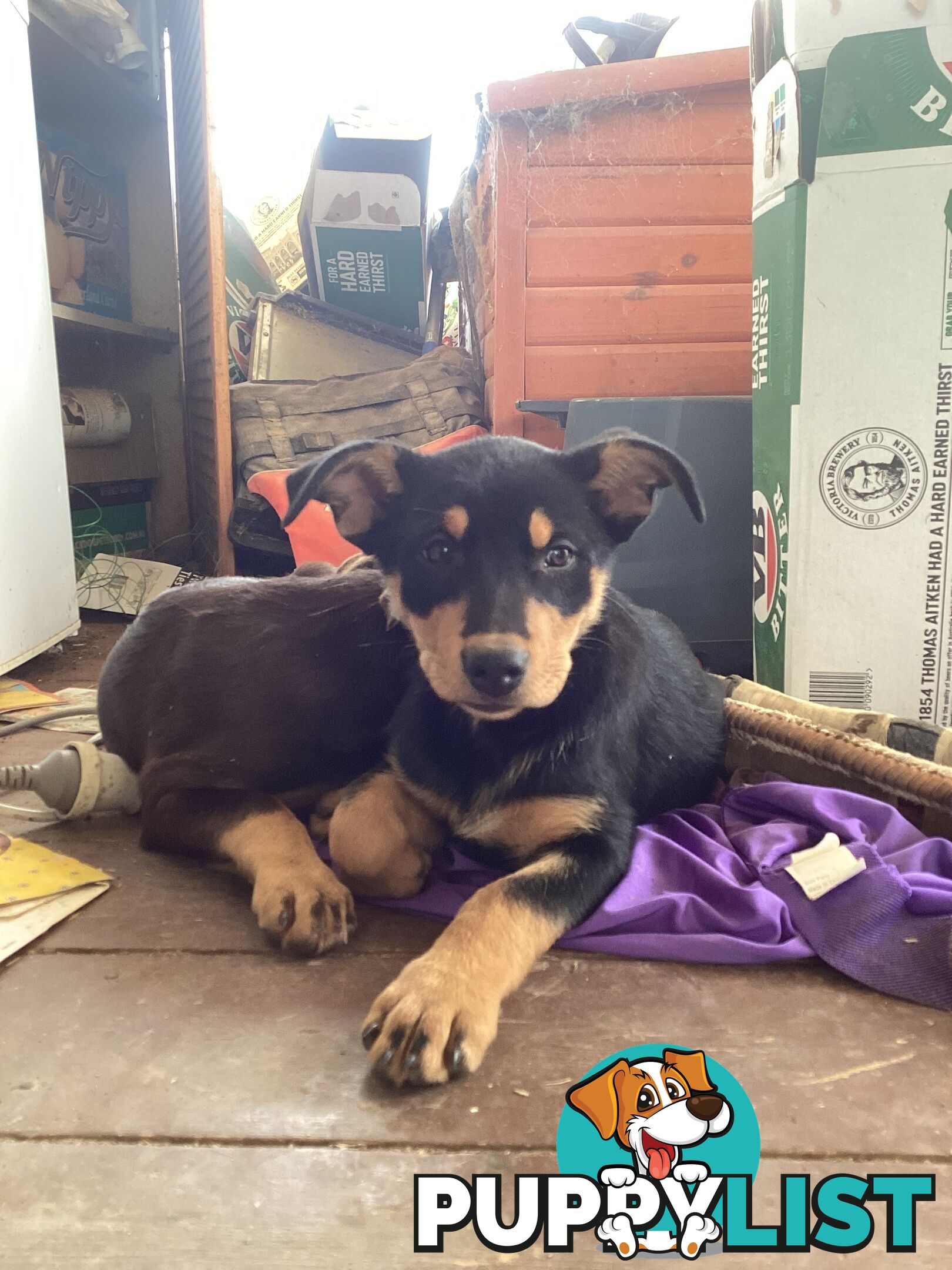 Kelpie Pups