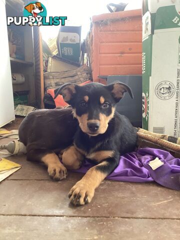 Kelpie Pups