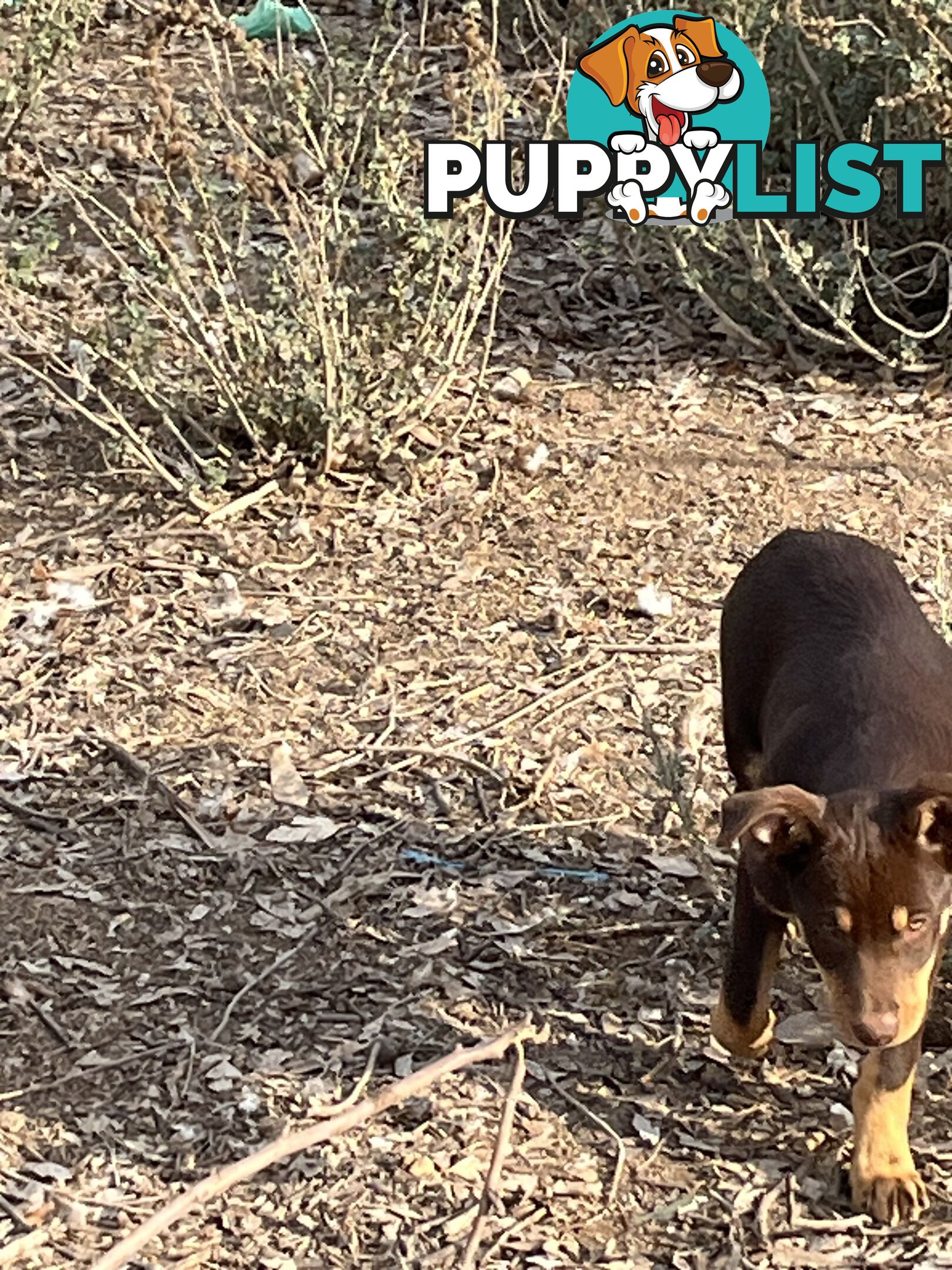 Kelpie Pups