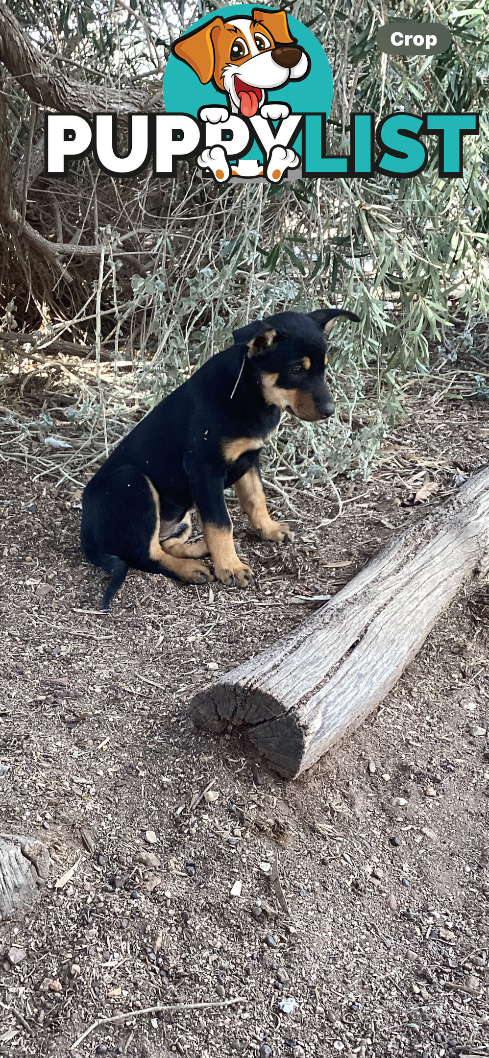 Kelpie Pups