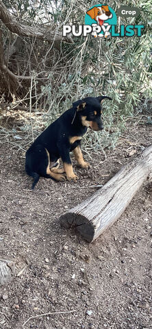 Kelpie Pups