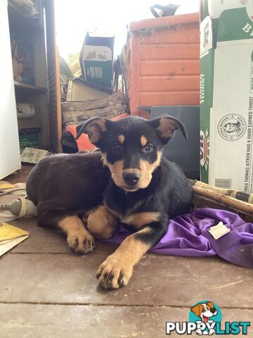 Kelpie Pups