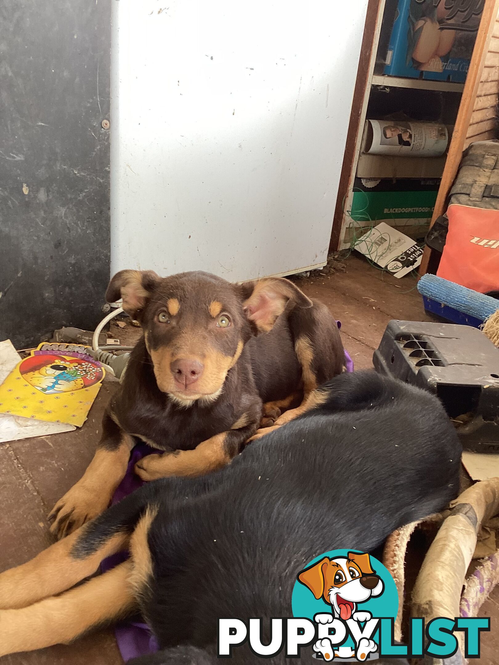 Kelpie Pups