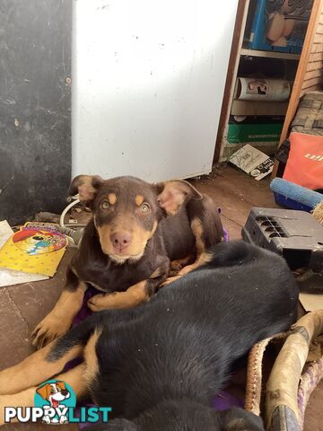 Kelpie Pups