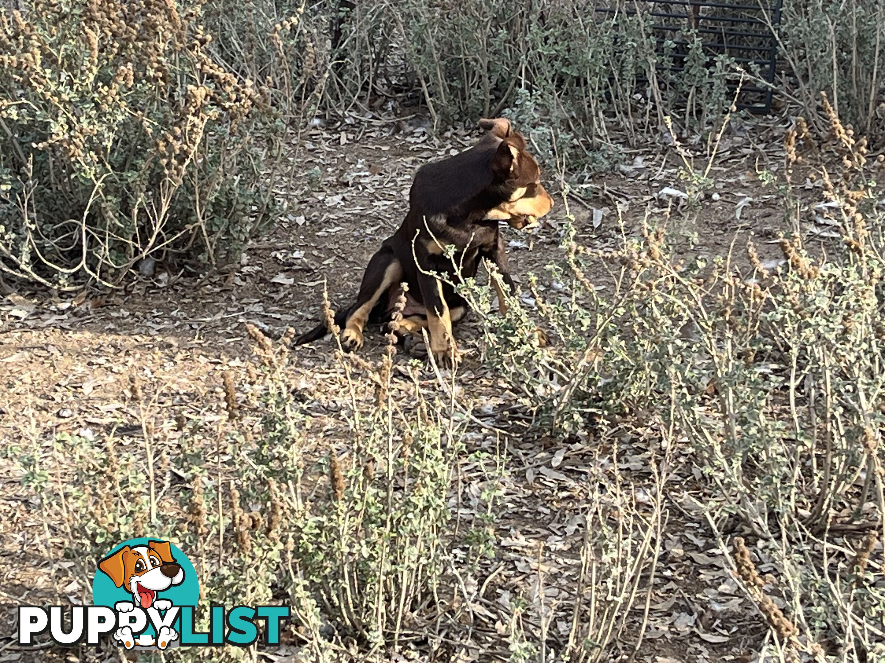 Kelpie Pups