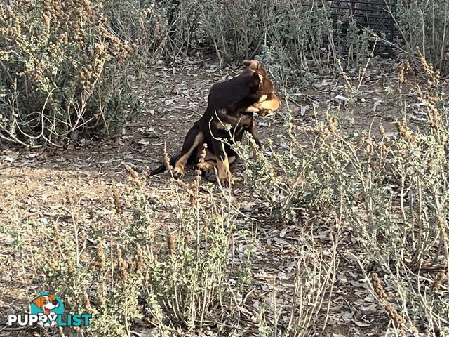 Kelpie Pups