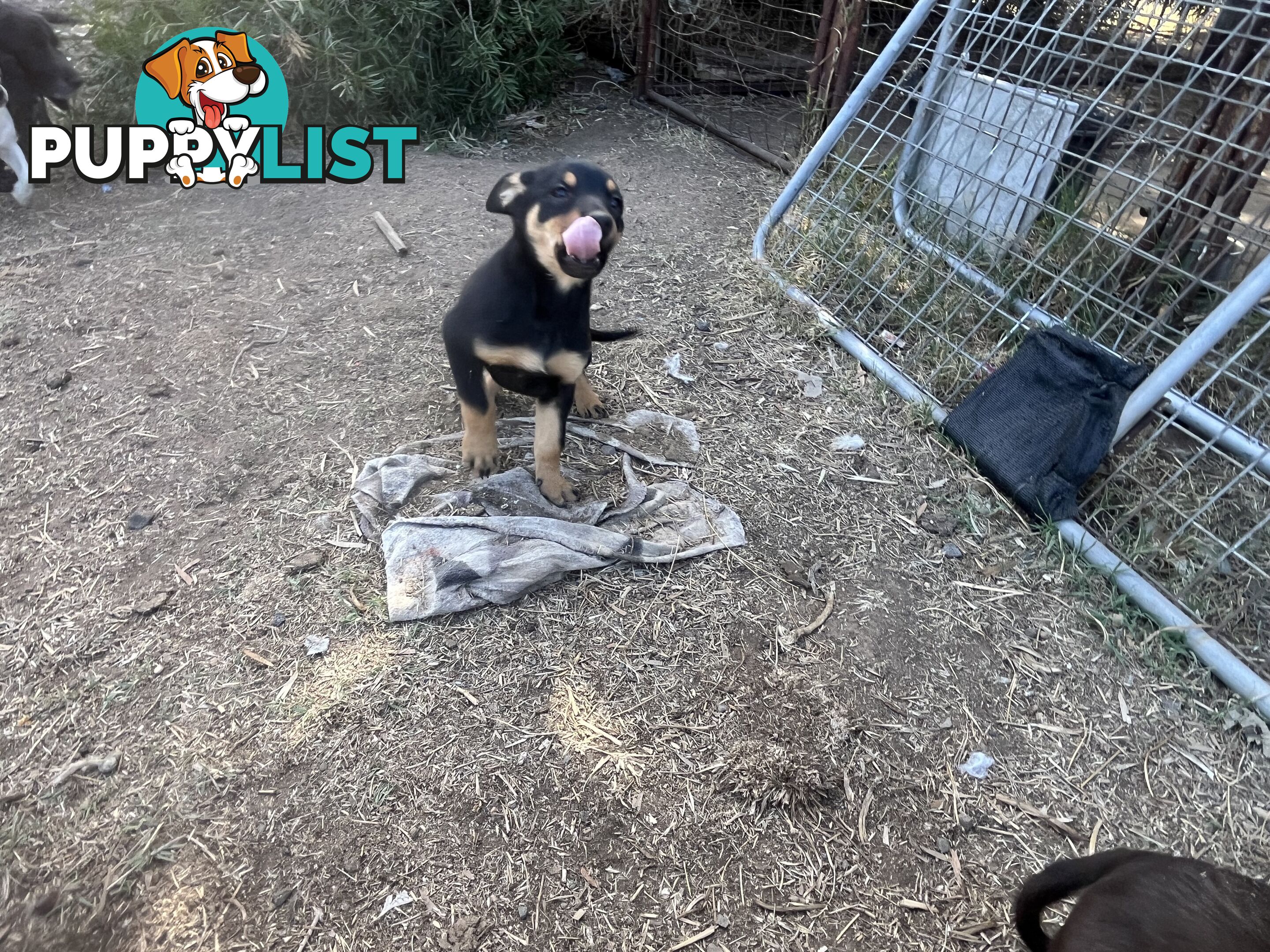 Kelpie Pups